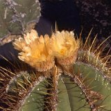 Astrophytum ornatum v. mirbelii JL   ÉPUISÉ - OUT of STOCK - AGOTADO